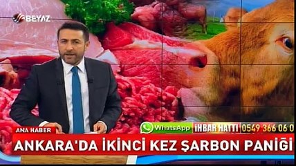 Ankara'da ikinci kez şarbon paniği