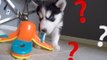 Husky Mama and Puppies Get Put to the Test for Treats
