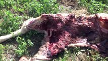 Alpes de Haute-Provence : le ras-le-bol d'un éleveur ubayen harcelé par le loup