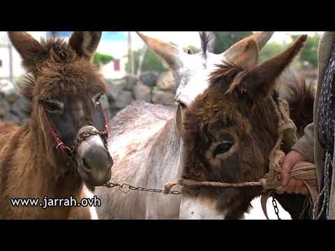 مسلسل الخربة | طلع طبيب بيطري يا عمي ! محمد خير جراح و رشيد عساف