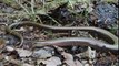 Anguis fragilis ( slowworm), is a legless lizard native to Eurasia