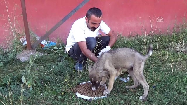 Ayaklari Tutmayan Yavru Kopek Tedaviyle Sagligina Kavustu Hakkari Dailymotion Video
