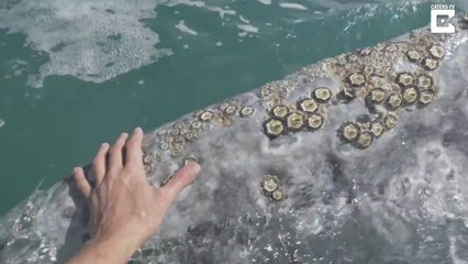 Cette baleine pousse le bateau de touristes !