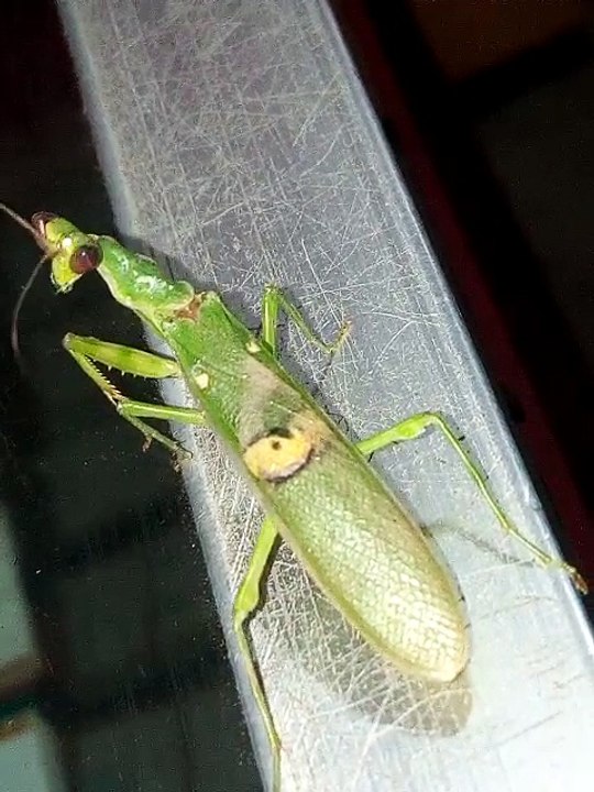Terrible Hopper