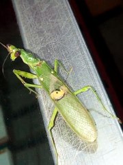 Hopper: Mechanical, Transport, Insects & More