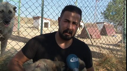 Yerli ve Milli Koruma Köpeği 'Kangal'