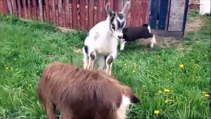 [PETS FOR KIDS] Try Not To Laugh Animals Cute - Funny Goat Fail Compilation April 2018