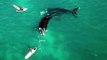 Ce père et son fils en paddleboard vont recevoir la visite d'un couple de baleines... Magnifique