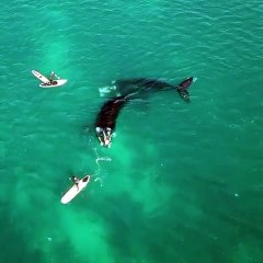 Video herunterladen: Ce père et son fils en paddleboard vont recevoir la visite d'un couple de baleines... Magnifique