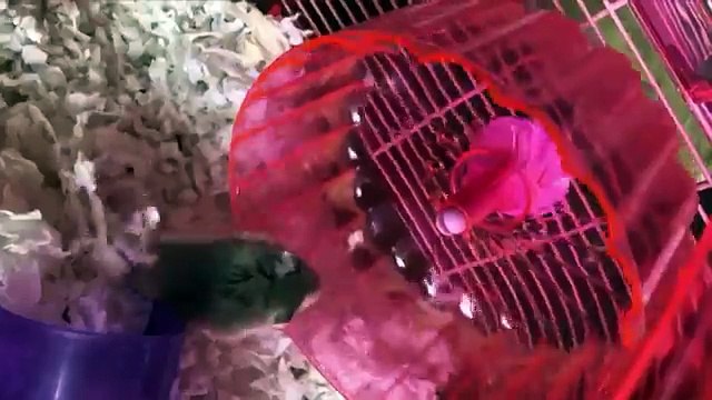 Funniest Pets - Animals of the Week Compilation April 2018 | Hilarious Try Not to Laugh Animals Fail