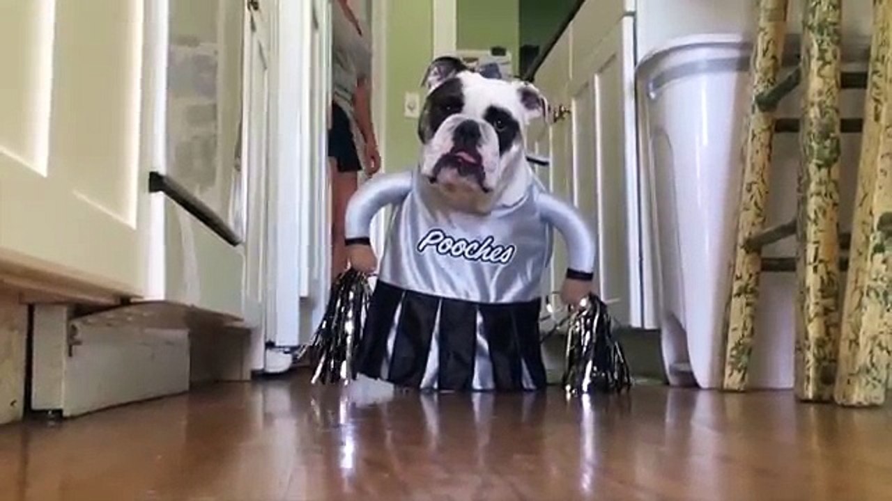 Try Not To Laugh At These Funny Pets In Costumes Video Compilation | Funny Pet Videos!