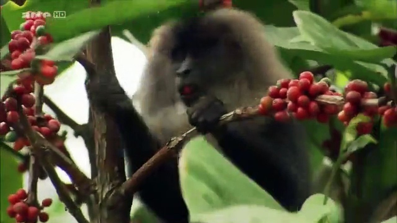 La fabuleuse histoire de l'évolution - Ep03 Inde, les Gaths occidentaux