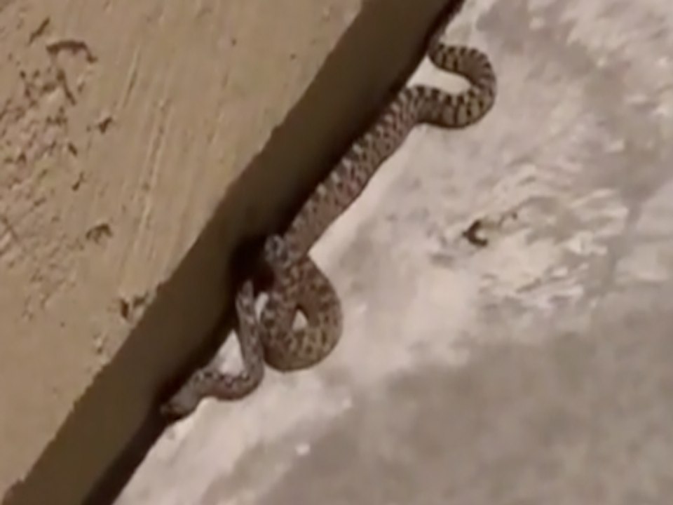 SNAKE SPOTTED! Huge creature slithers by front door in Prescott Valley - ABC15 Digital