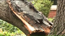 Family Narrowly Escapes Injury from Tree Falling onto Home