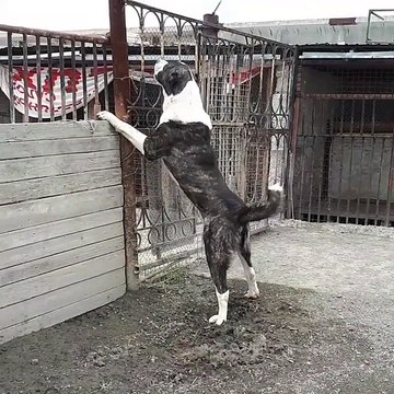 Central Asian Shepherd