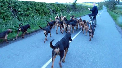 BLOODHOUND (Chien de SAINT-HUBERT) run