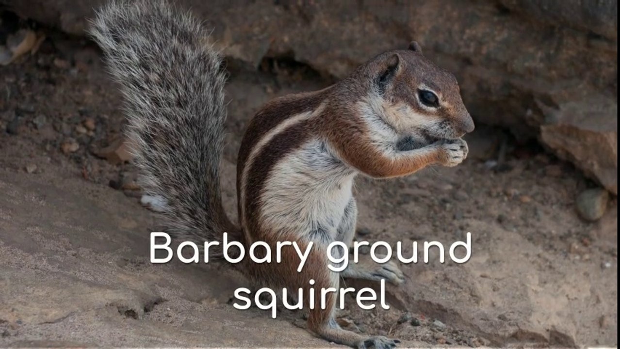 Barbary ground squirrel (Atlantoxerus getulus)