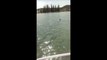 Family circled by great white shark while boating