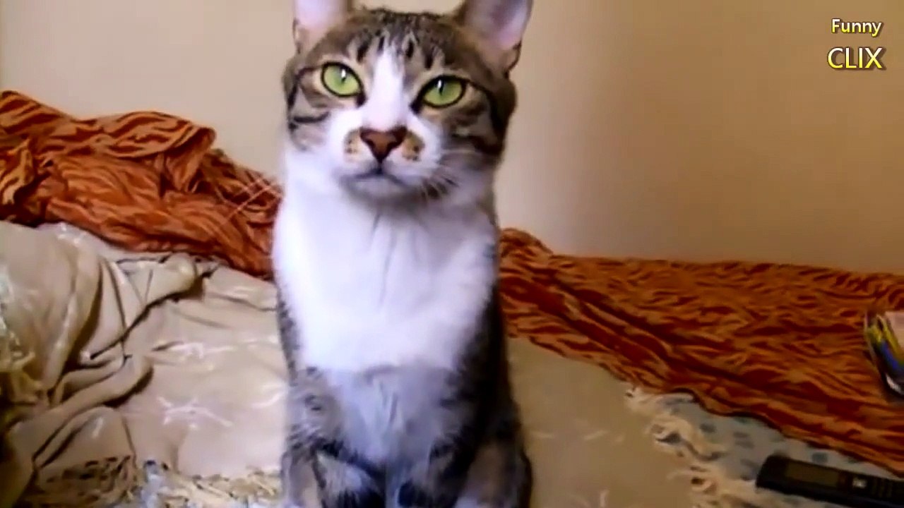 Cats Talking With Their Humans Compilation 2015...