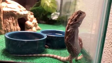 Funniest Pets of the Week Compilation April 2018 | Funny Pet Videos