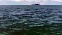 #ProvinciasCri ¡Hermoso! Turistas disfrutan del avistamiento de ballenas en el Golfo de Chiriquí. 