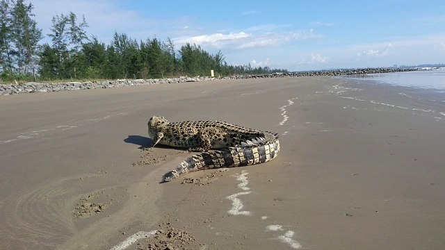 Sunbathing Crocodile