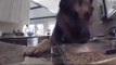 Security Camera Catches Cheeky Dog Stealing Peanut Butter Fudge