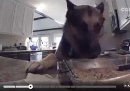 Security Camera Catches Cheeky Dog Stealing Peanut Butter Fudge