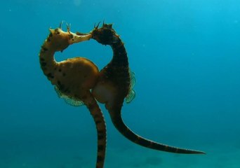 Modern Day Love Story: Female Seahorse Transfers Eggs to Male Partner