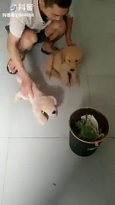 Enseñando al perro