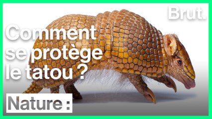 Comment les tatous se défendent-ils ?