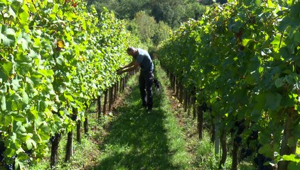 Vendanges : démarrez la saison au château de Vaux