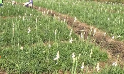 Berkah Petani Sedap Malam di Musim Kemarau