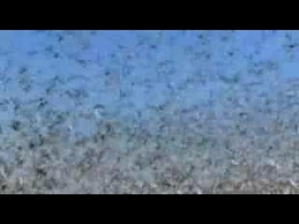 1.500.000.000 Birds Caught On Camera