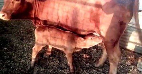 ലോകാവസാനത്തിന്റെ സൂചനയുമായി ചുവന്ന പശുക്കുട്ടി