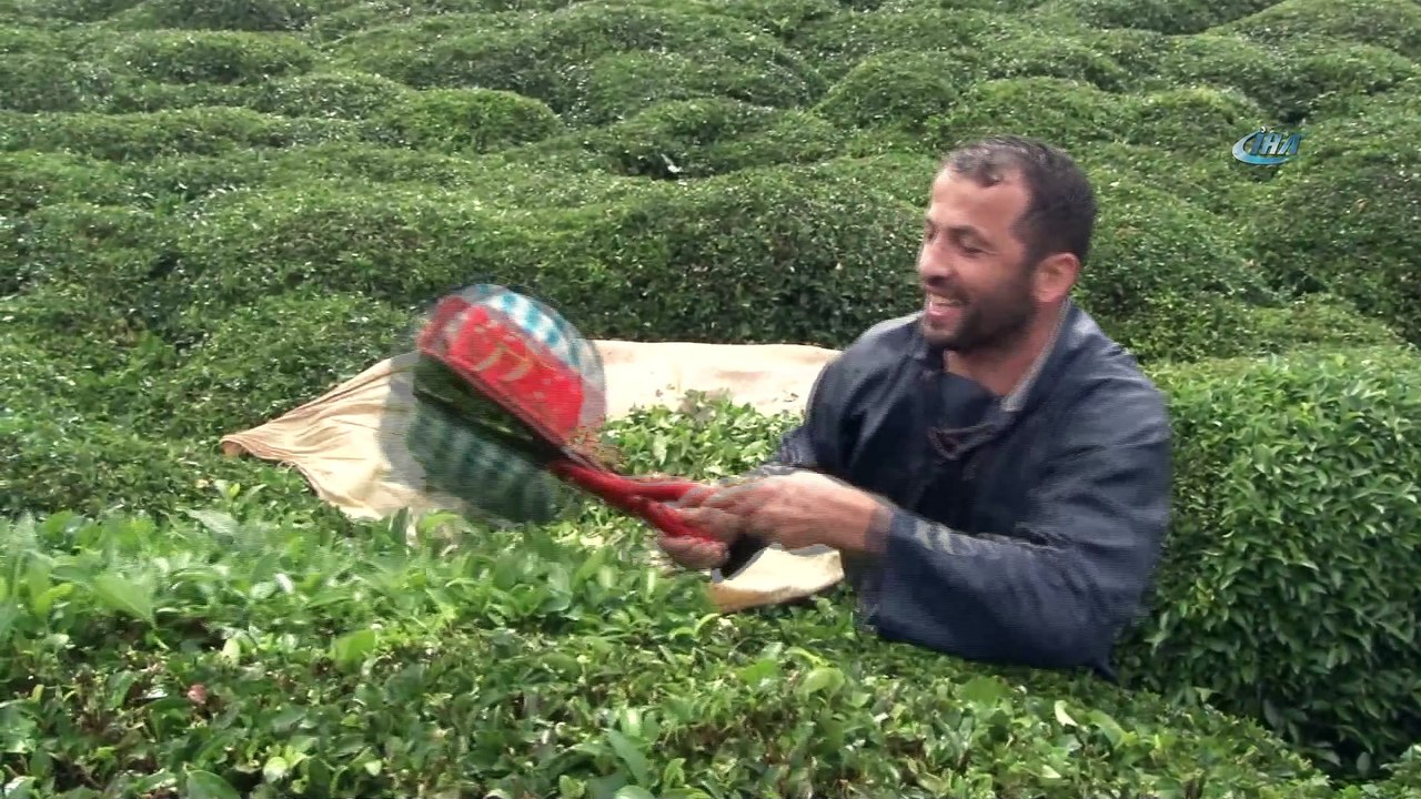 Çay sezonunu kemençe eşliğinde kapattılar