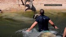 Baby zebra rescued from drowning moments after birth