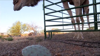 Camels vs. Cactus .. Camels eat thorns