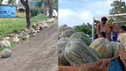 मध्यप्रदेश: कद्दू के अधिक उत्पादन से किसान हुए परेशान, सड़कों पर फेंकी जा रही हैं सब्जियां