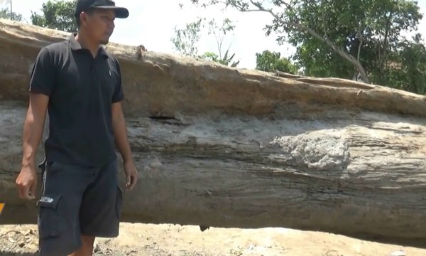 Warga Temukan Batang Pohon Jati Berusia Ratusan Tahun