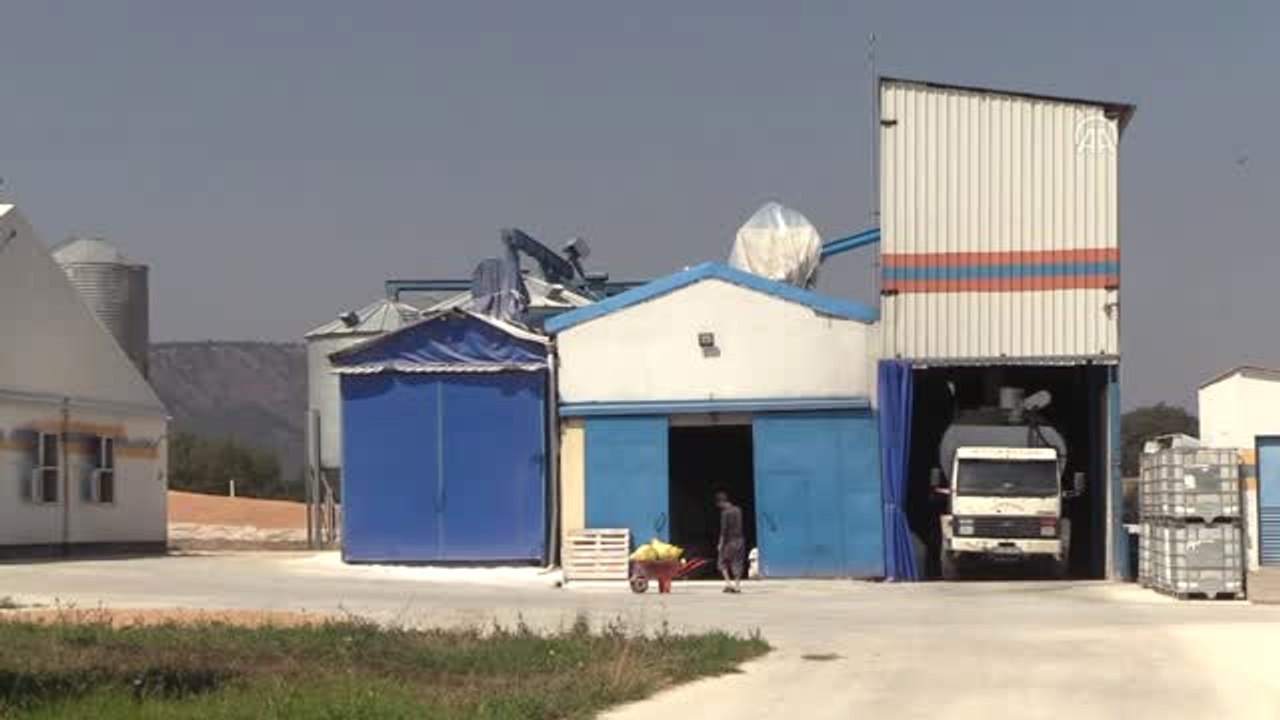 Ürettiği Elektriği Sisteme, Yumurtaları Irak'ın Kuzeyine Satıyor - Bilecik