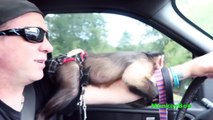 Capuchin Monkey Goes To Wendy's Drive Thru! (REACTION)