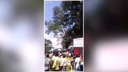 50 ஆண்டு பழமையான மருதமரம்.. அடியோடு விழுந்தது-வீடியோ