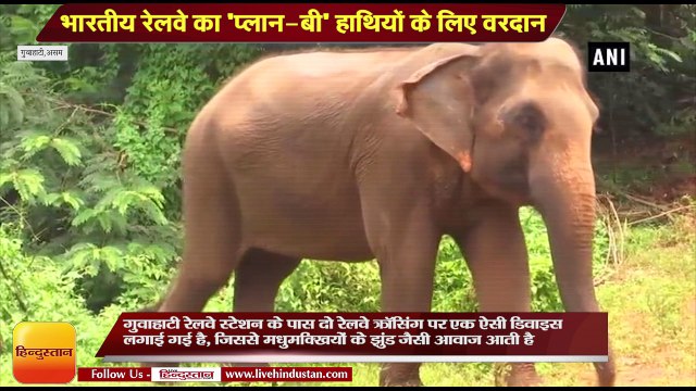 Buzz of honey bees to keep elephants off rail track II भारतीय रेलवे का 'प्लान-बी' हाथियों के लिए वरदान