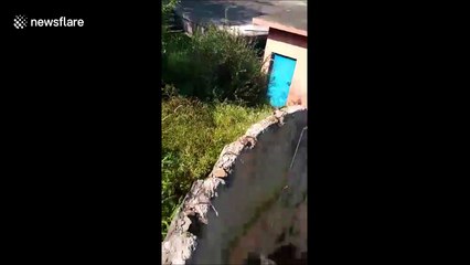 Stray dog rescued from water tank in elaborate rescue in India