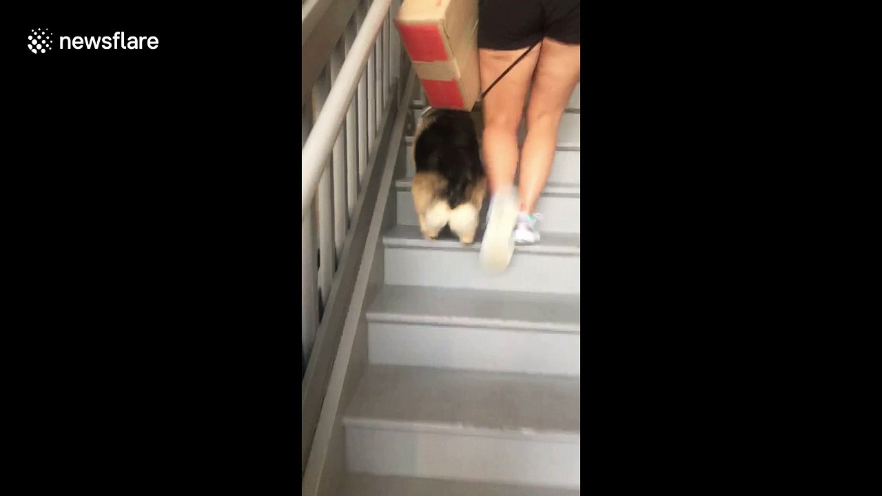 Adorable bunnyhops up the stairs video Dailymotion