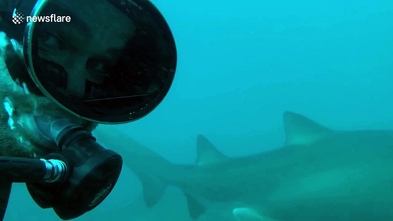 Grey nurse sharks encircle swimmer in Australia