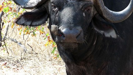 Bird eagerly gives big buffalo full facial cleaning