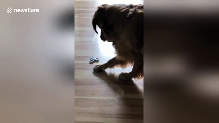 Fidget spinner is endless entertainment for this dog