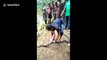 King cobra learns lesson after swallowing rat snake trapped in fishing net